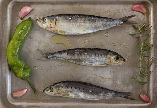 Fresh sardines with pepper, garlic, rosemary and oil on metal tray