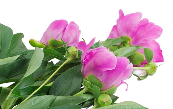 Bright - pink peony flowers with buds and green leaves. Presented on a white background.