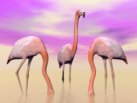 Three beautiful pink flamingos, two head into water, and violet sky