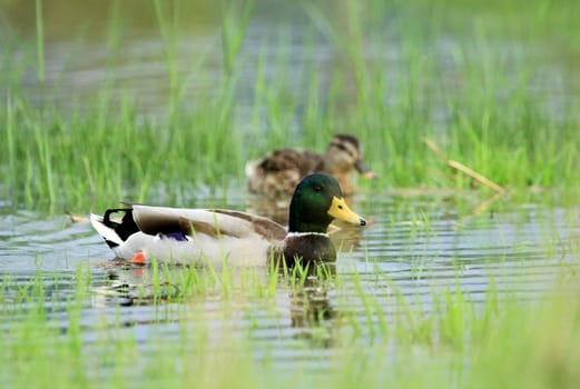 Couple of mallard ducks floating quietly on the water pond between grass