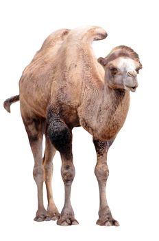 Standing adult camel isolated in white background