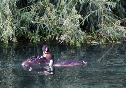 couple of great crested grebe male and female ducks, podiceps cristatus, with duckling on the back