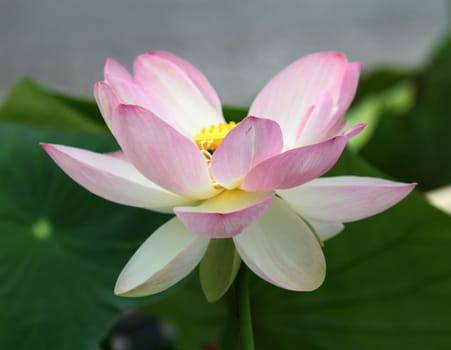 Close up on beautiful white water lily or lotus flower and leaves in a pond