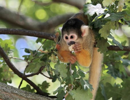 Squirrel monkey eating in a tree (saimiri sciureus)