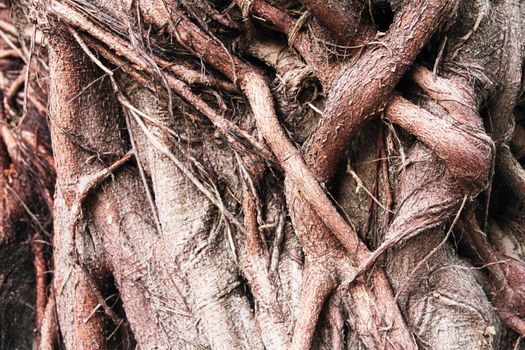 Closeup of banyan tree trunk roots with carvings.