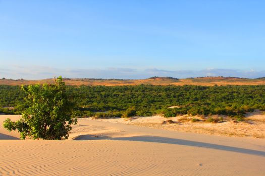 Oasis in desert landscape under bluy sky at sunny day