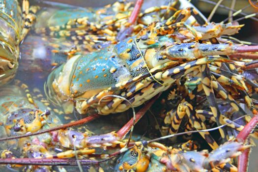 Freshly caught common lobsters in market