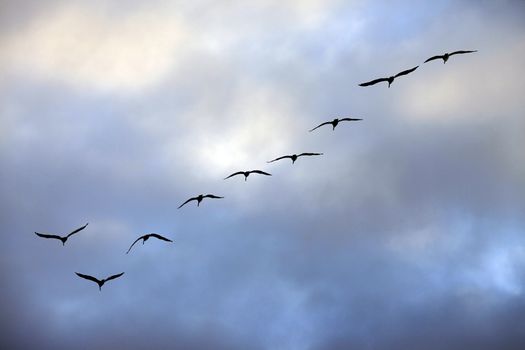Flying group of seagulls in a blue sky