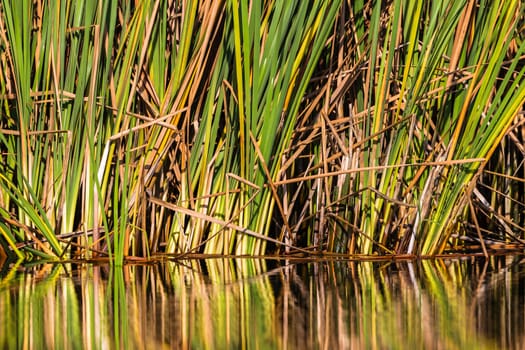Water reed vegetation mirror color reflections on glass smooth wetland water.