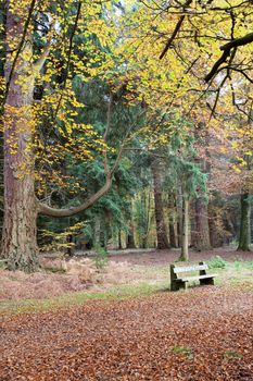 Bench for resting area in the New Forset South England