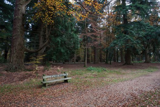 Bench for resting area in the New Forest South England