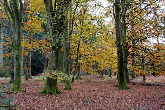 Autumn colours in the New Forest in Hampshire south England