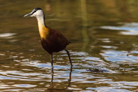 African jacana bird close detail colors photo of bird in water shallows