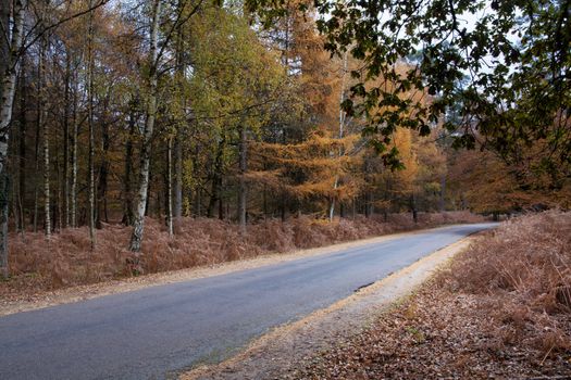 Road leads through the New Forest in autumn in Hampshire south England