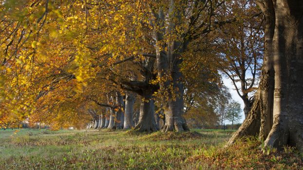 Trees lining the road to Blanford and Wimborne in Dorset