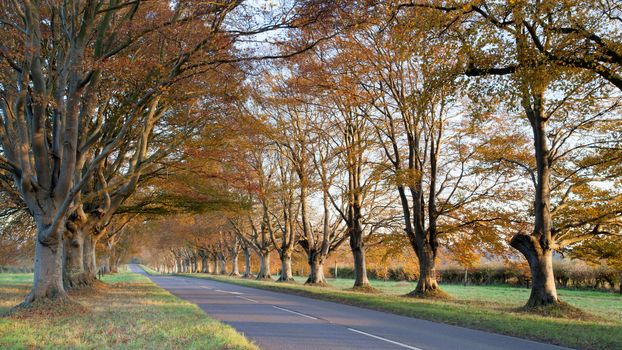 Trees lining the road to Blanford and Wimborne in Dorset