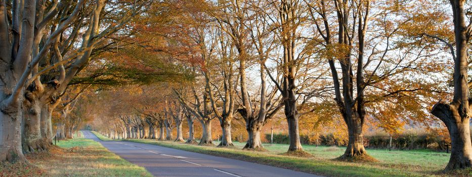 Trees lining the road to Blanford and Wimborne in Dorset