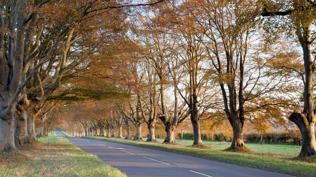 Trees lining the road to Blanford and Wimborne in Dorset