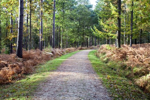 Autumn colours in the New Forest in Hampshire England UK