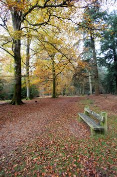 Bench for resting area in the New Forest South England