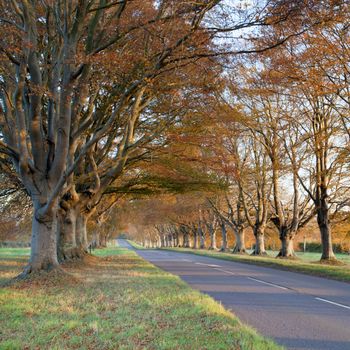 Trees lining the road to Blanford and Wimborne in Dorset