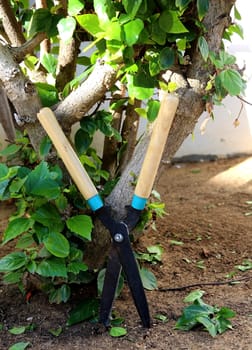Gardening shears with wooden handles at the bush
