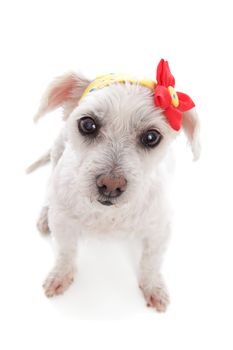 Little white dog wearing a yellow print bandana with a red and yellow flower decoration.  White background.  Above view.