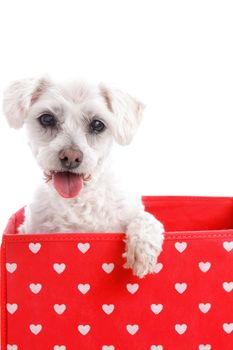 Adorable little puppy dog in a red and white love heart box.  White background, 