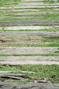 Walkway in the garden