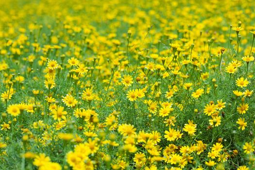 Creeping Daisy
