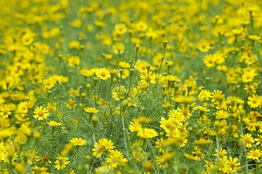 Creeping Daisy