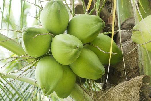 Coconut on tree