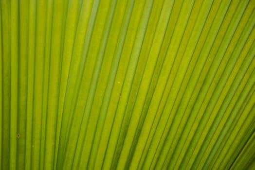Green palm leaf closeup image for background