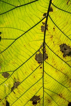 The leaf closeup image for background,framework