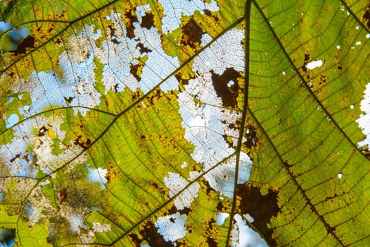 The leaf closeup image for background,framework