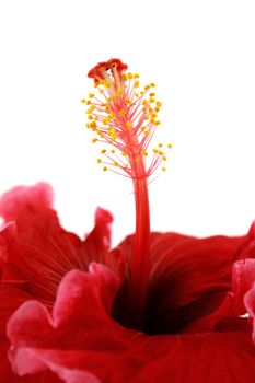 Striking profile of stamen of the tropical hibiscus flower.
