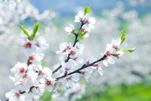 cherry tree in blossom at spring