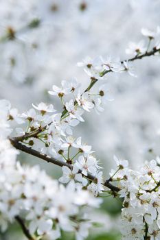 cherry tree in blossom at spring