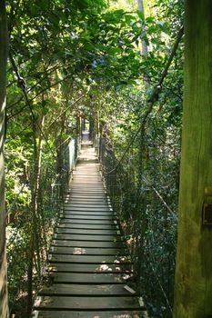 Suspended walking bridge deep in the forest with filtered light.