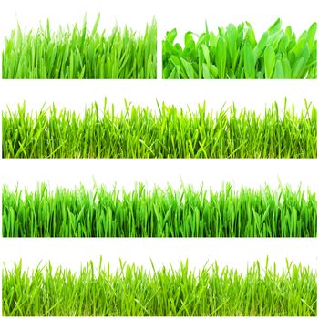 Fresh green grass isolated on white background