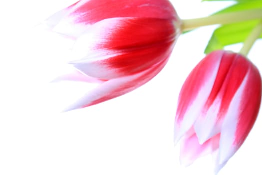 Beautiful pink tulips isolated on white background