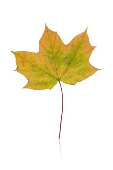 Autumn leaf isolated 