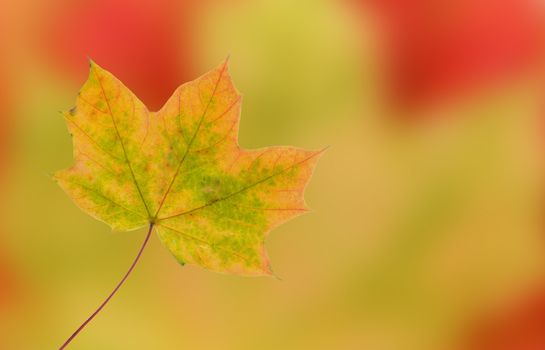 Autumn leaf with colorful background, green, yellow, red 