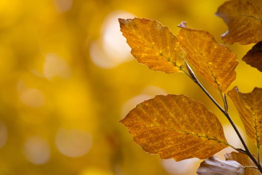 Autumn leaves with colorful background, orange, green, yellow, red 