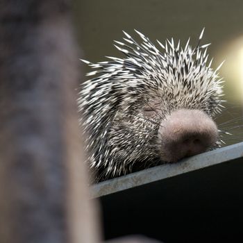 young, small porcupine, which is sleeping 