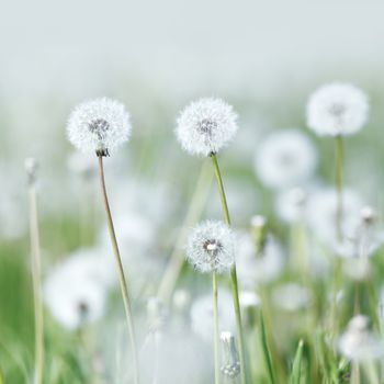 Beautiful white dandelion flowers close-up