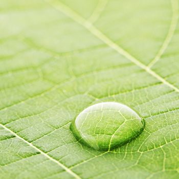 Water drop on fresh green leaf macro