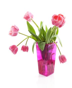 Dutch tulips in pink vase over white background