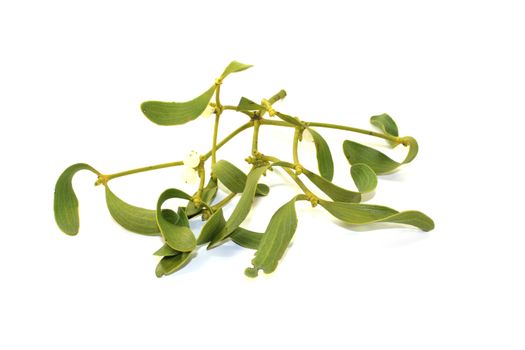 green Mistletoe with white berries on a light background