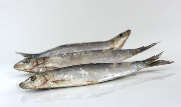 Three raw sardines with salt. Selective focus.